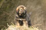 DOGUE DU TIBET 401